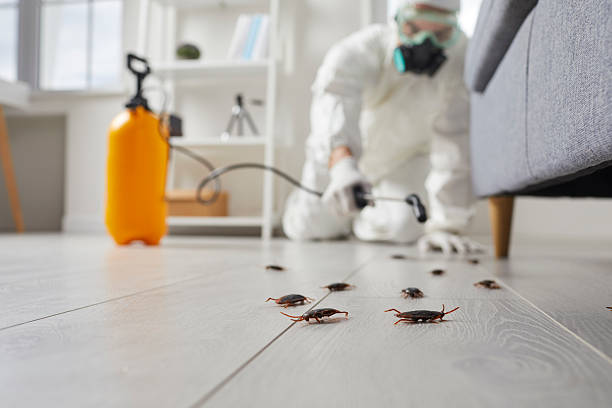 Commercial Kitchen Cockroach Control in Crandon